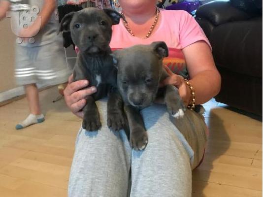 PoulaTo: Κουτάβια τεριέ Staffordshire Bull